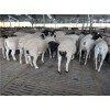 供应山东梁山县多胎肉羊养殖场